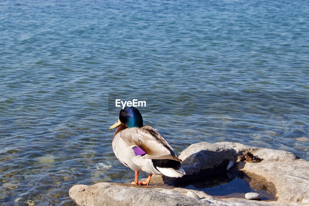 VIEW OF BIRD PERCHING ON ROCK