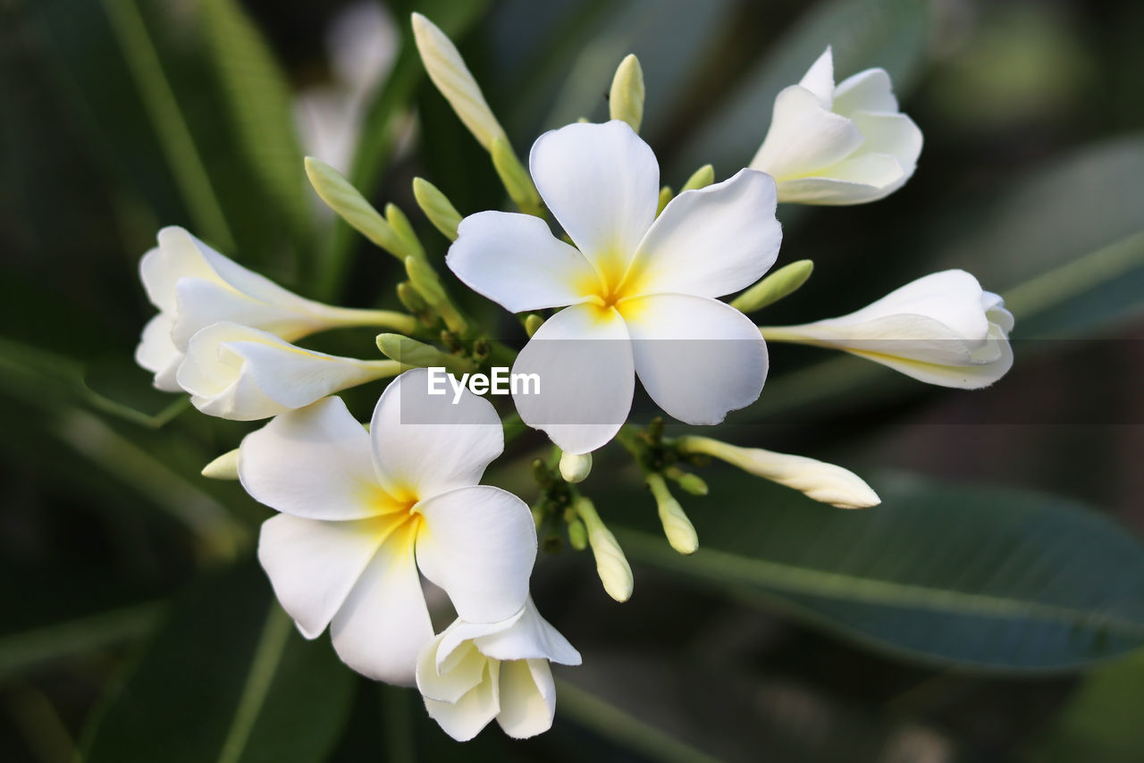 Close up of plumeria flower on tree