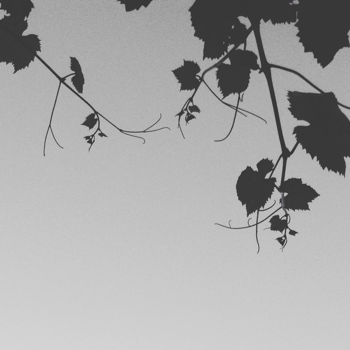 Silhouette leaves against clear sky