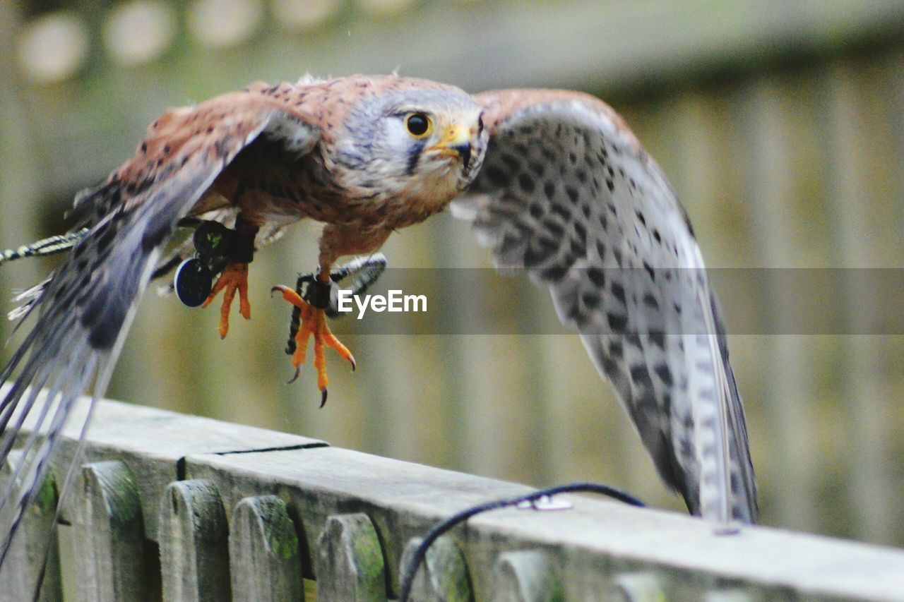 Bird perching on railing