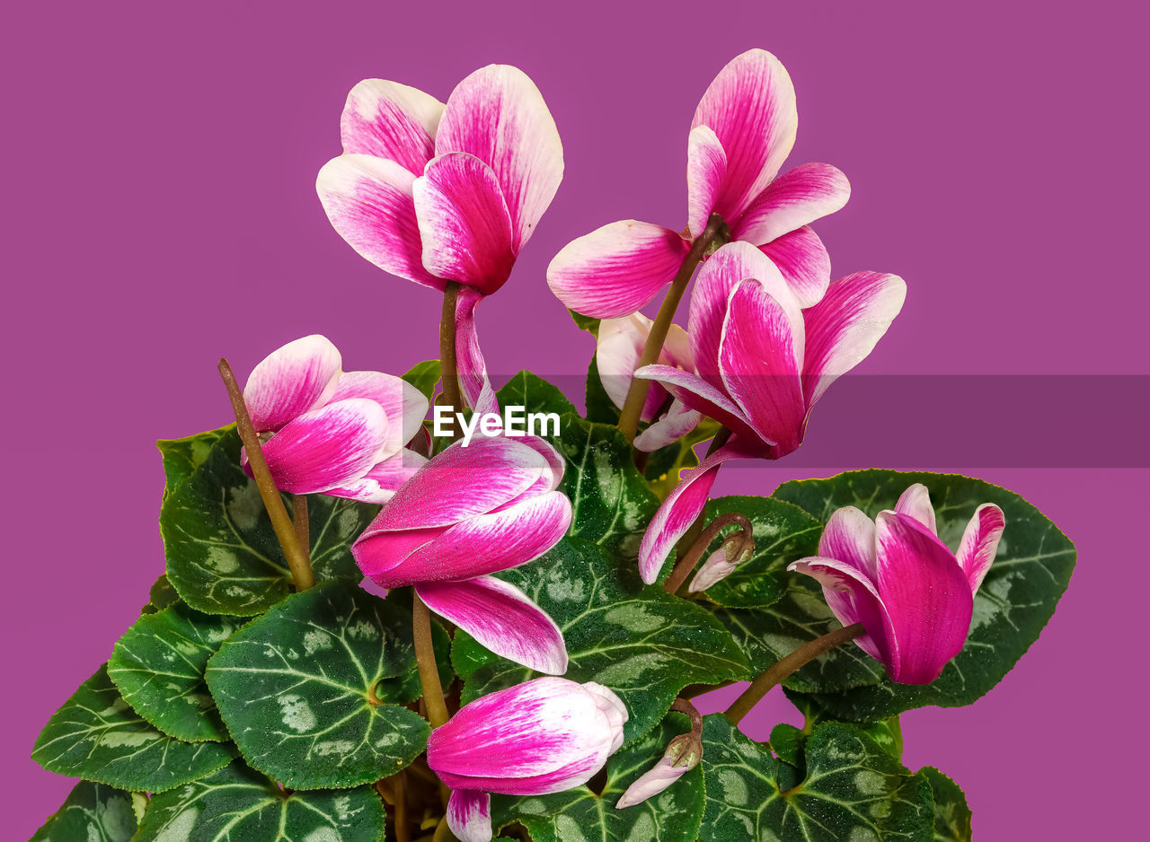 Blossoming cyclamen persicum flowers. close-up on a pink background