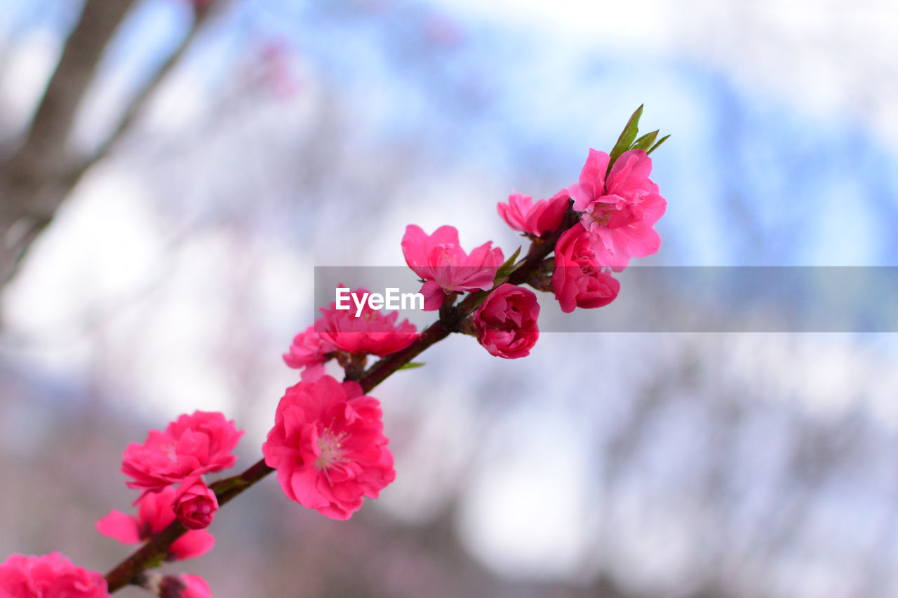 Close-up of pink cherry blossoms in spring