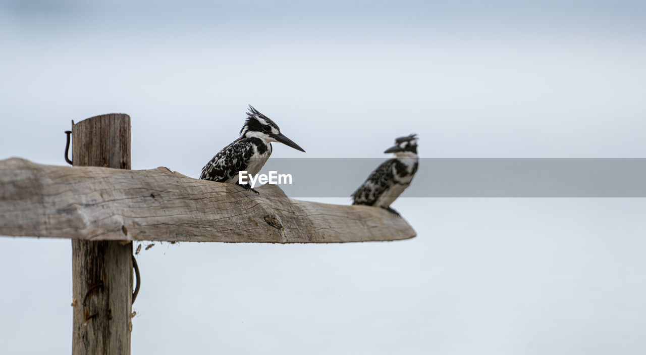 low angle view of bird perching on wooden post