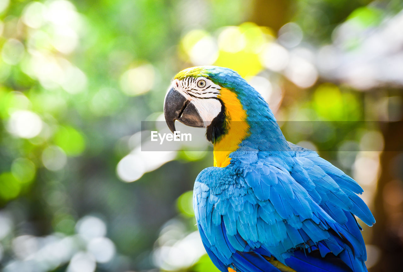 Close-up of blue parrot perching against trees