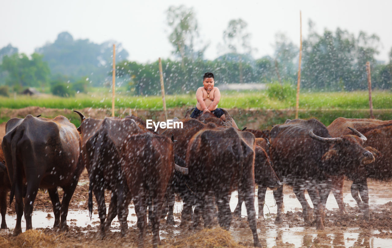 Boy sitting on buffalo at farm during rainy season