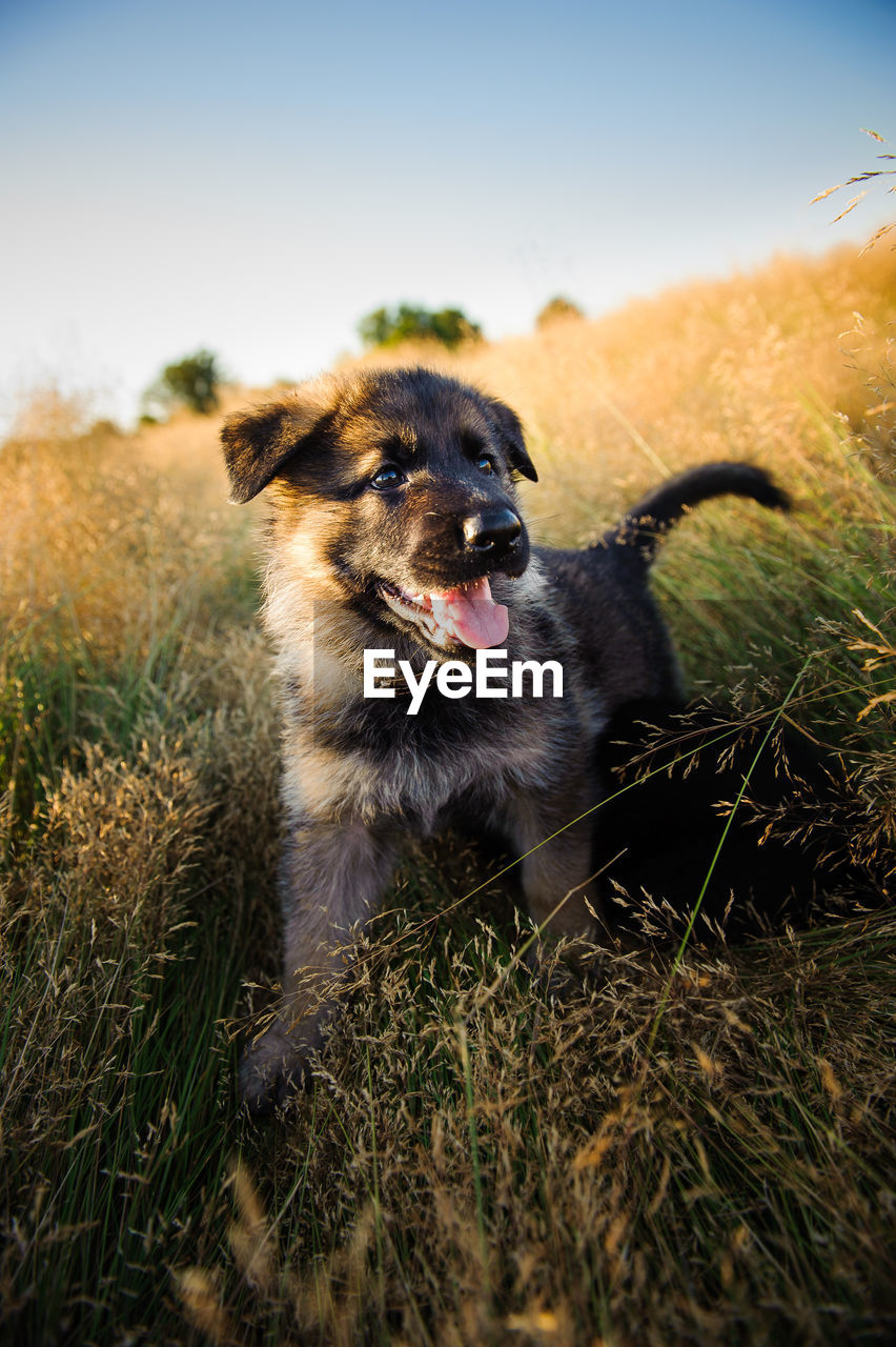 Close-up of dog against sky