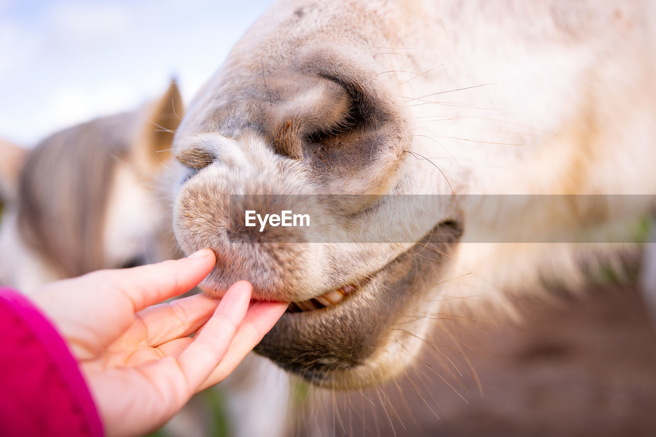 White horse showing teeth, hand touching nose softly, gentle animals.