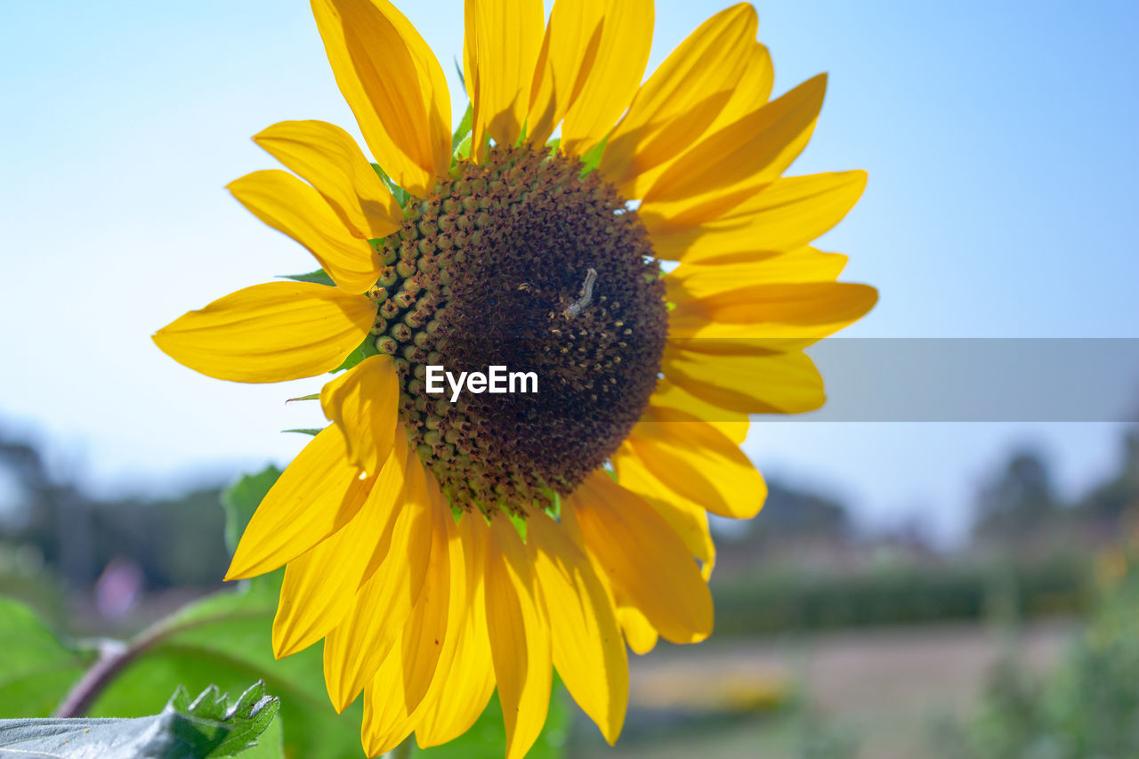 Close-up of yellow sunflower