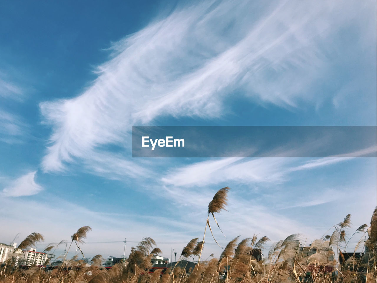 LOW ANGLE VIEW OF PLANTS ON FIELD AGAINST BLUE SKY