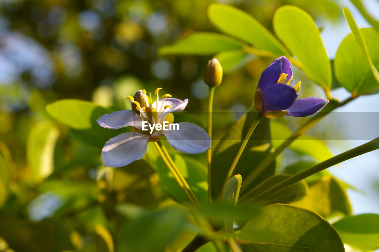 CLOSE-UP OF FLOWERING PLANT