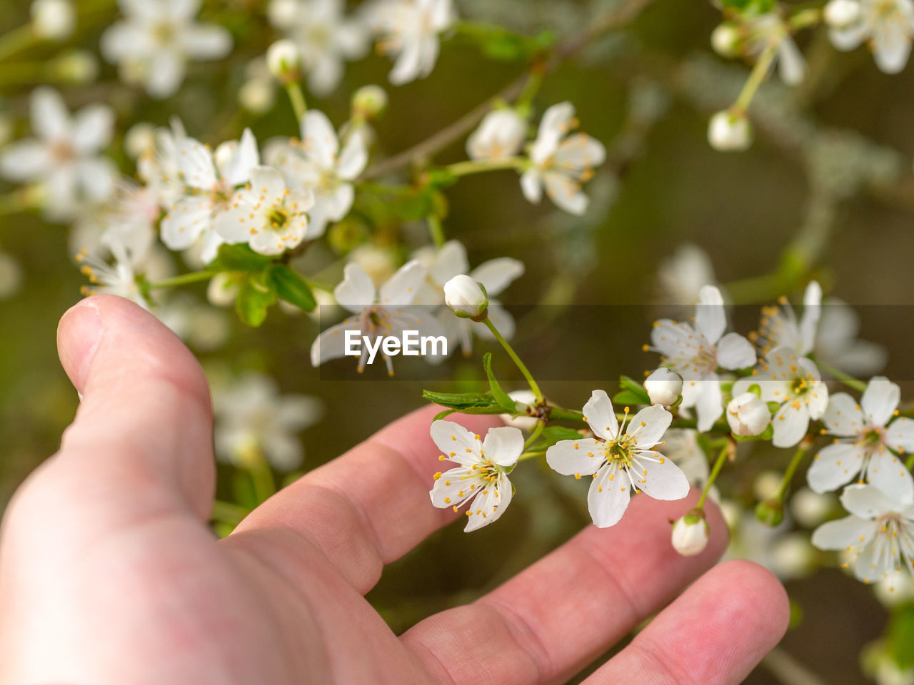 CLOSE-UP OF HAND HOLDING CHERRY BLOSSOM DURING AUTUMN