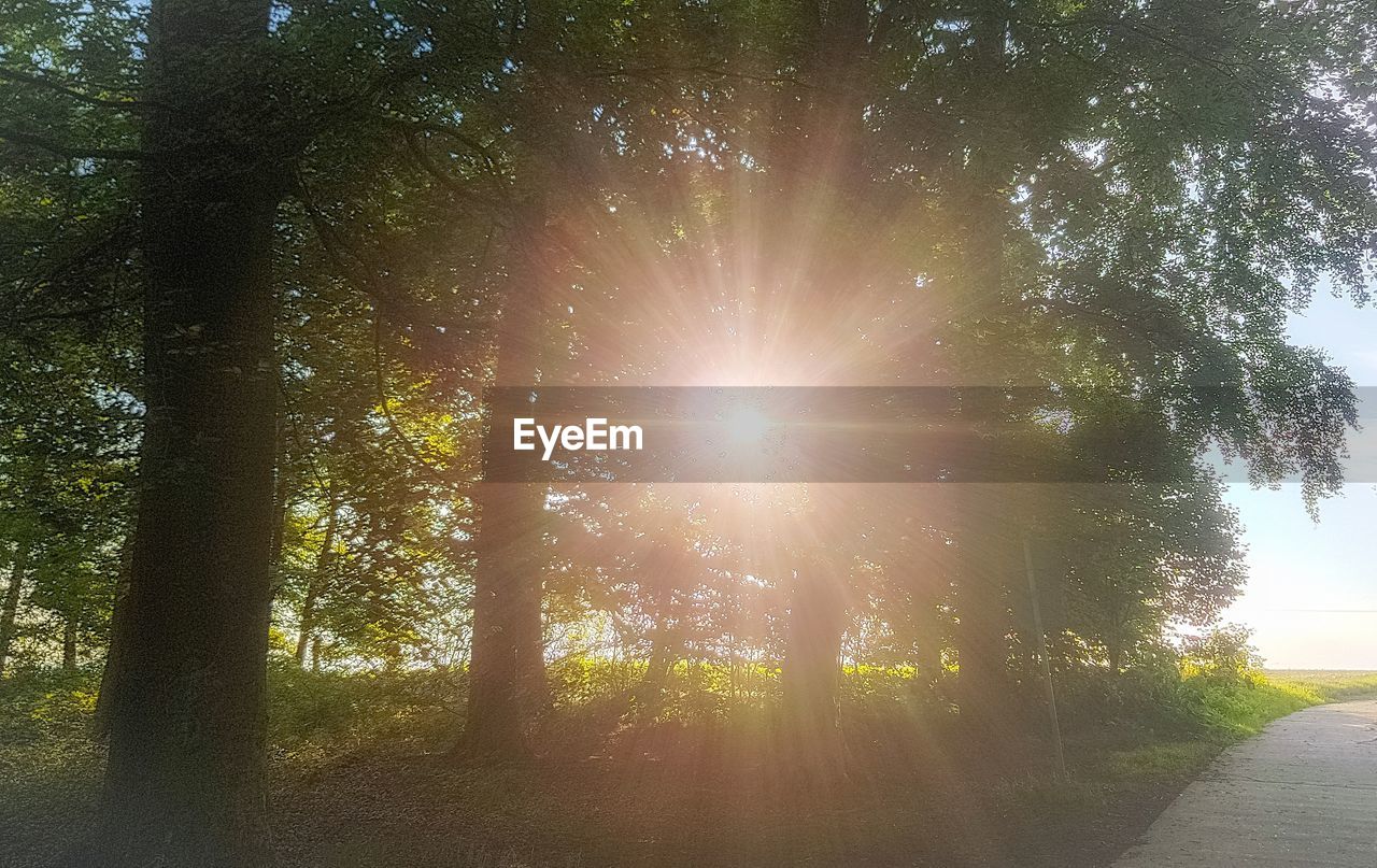 VIEW OF TREES IN FOREST