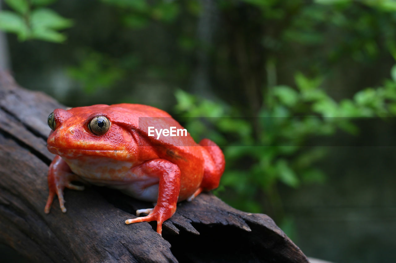 Beautiful adult female tomato frog in natural background with selective focus