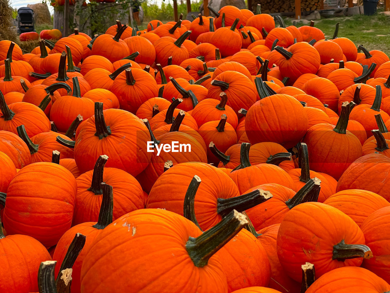 Close-up of pumpkins on field