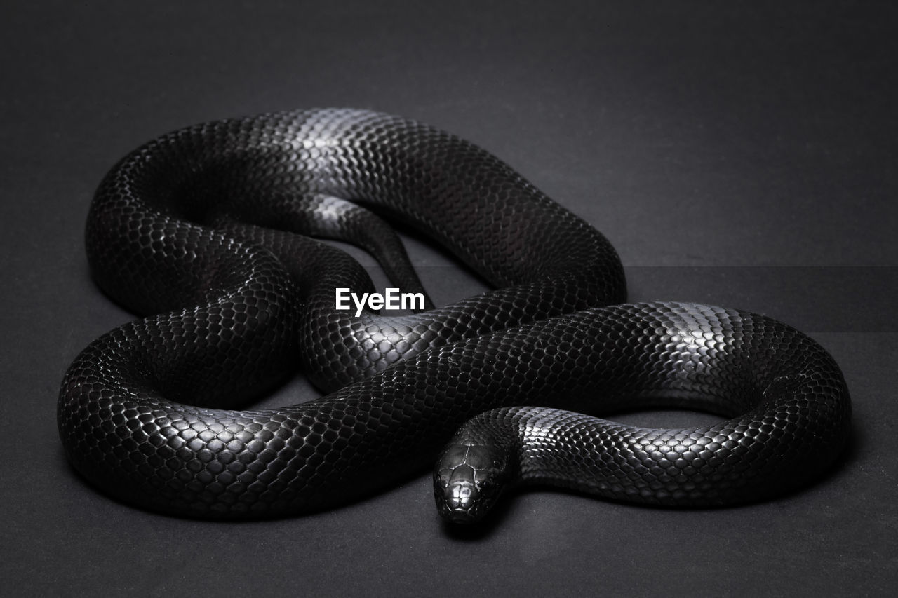 Mexican black kingsnake curled up on a black background