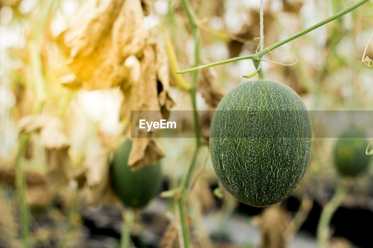 Close-up of fruit growing on plant