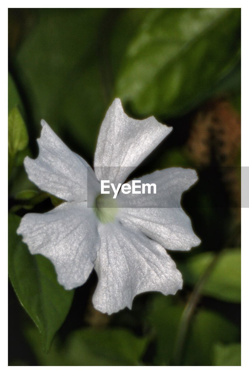 CLOSE-UP OF WHITE FLOWER