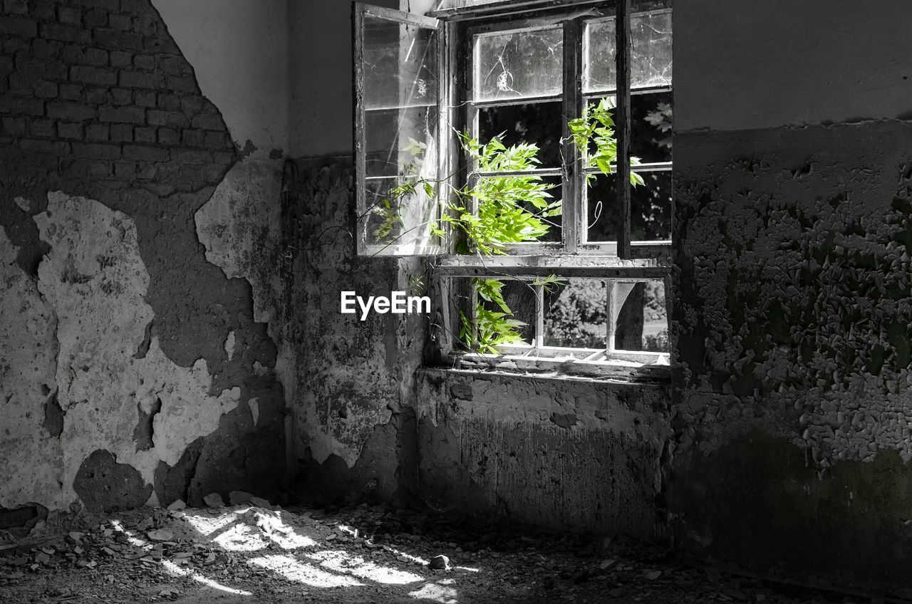 Plants seen through open window of abandoned house