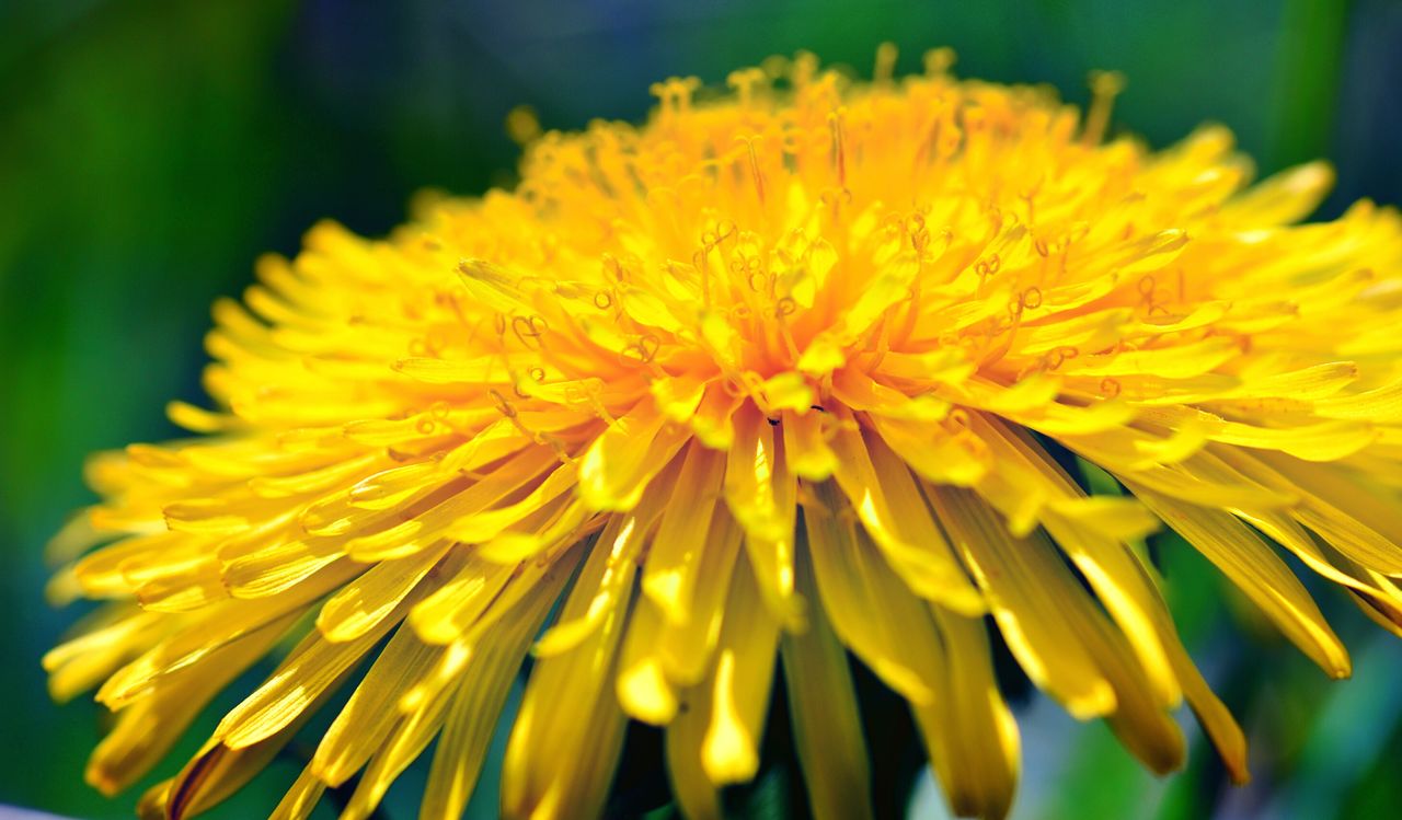 CLOSE-UP OF YELLOW FLOWERS BLOOMING