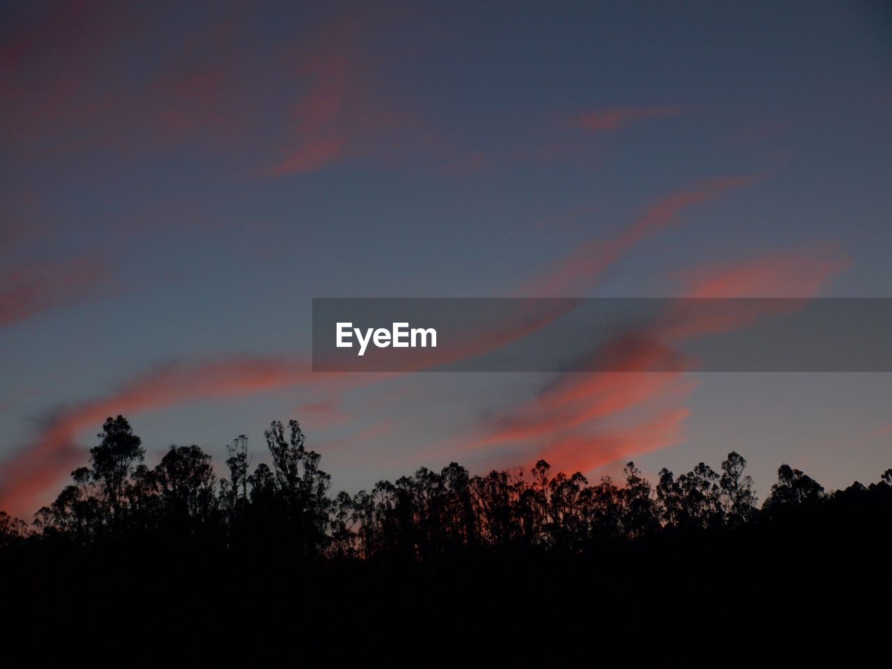 LOW ANGLE VIEW OF TREES AGAINST SKY AT SUNSET