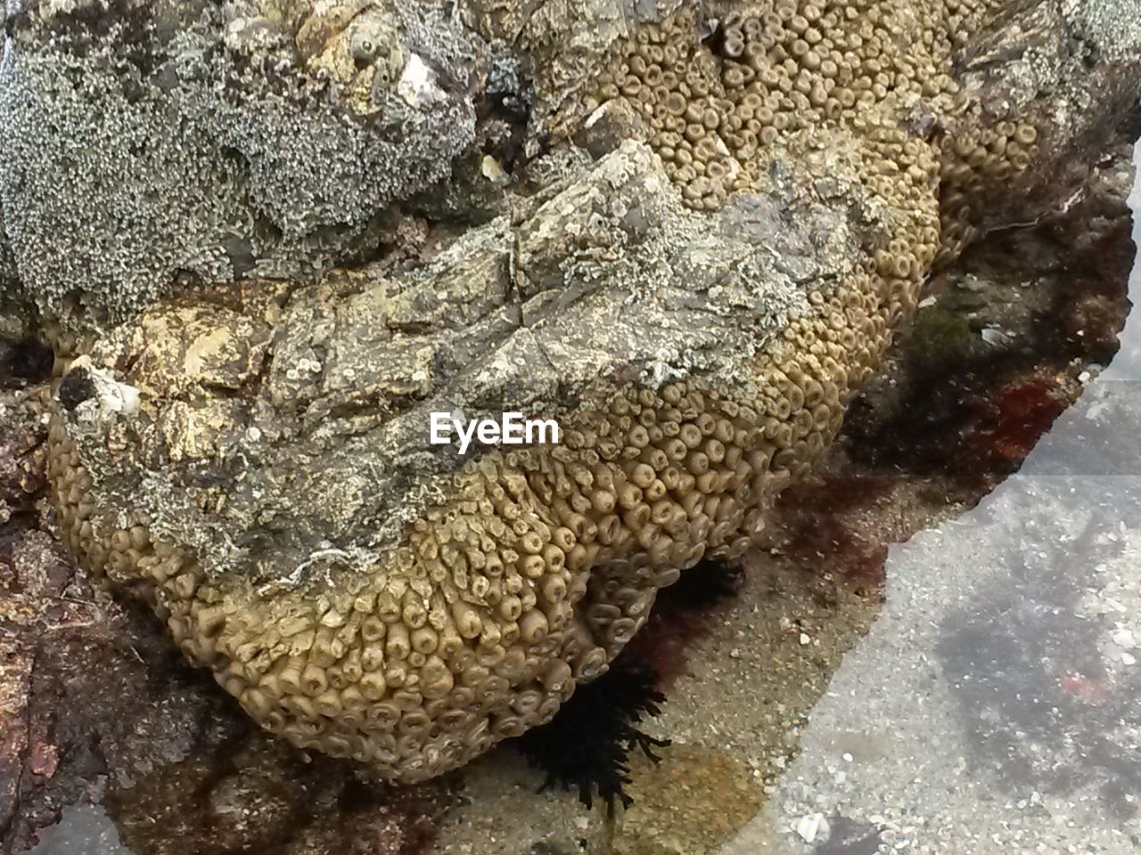 HIGH ANGLE VIEW OF SEASHELL ON SAND