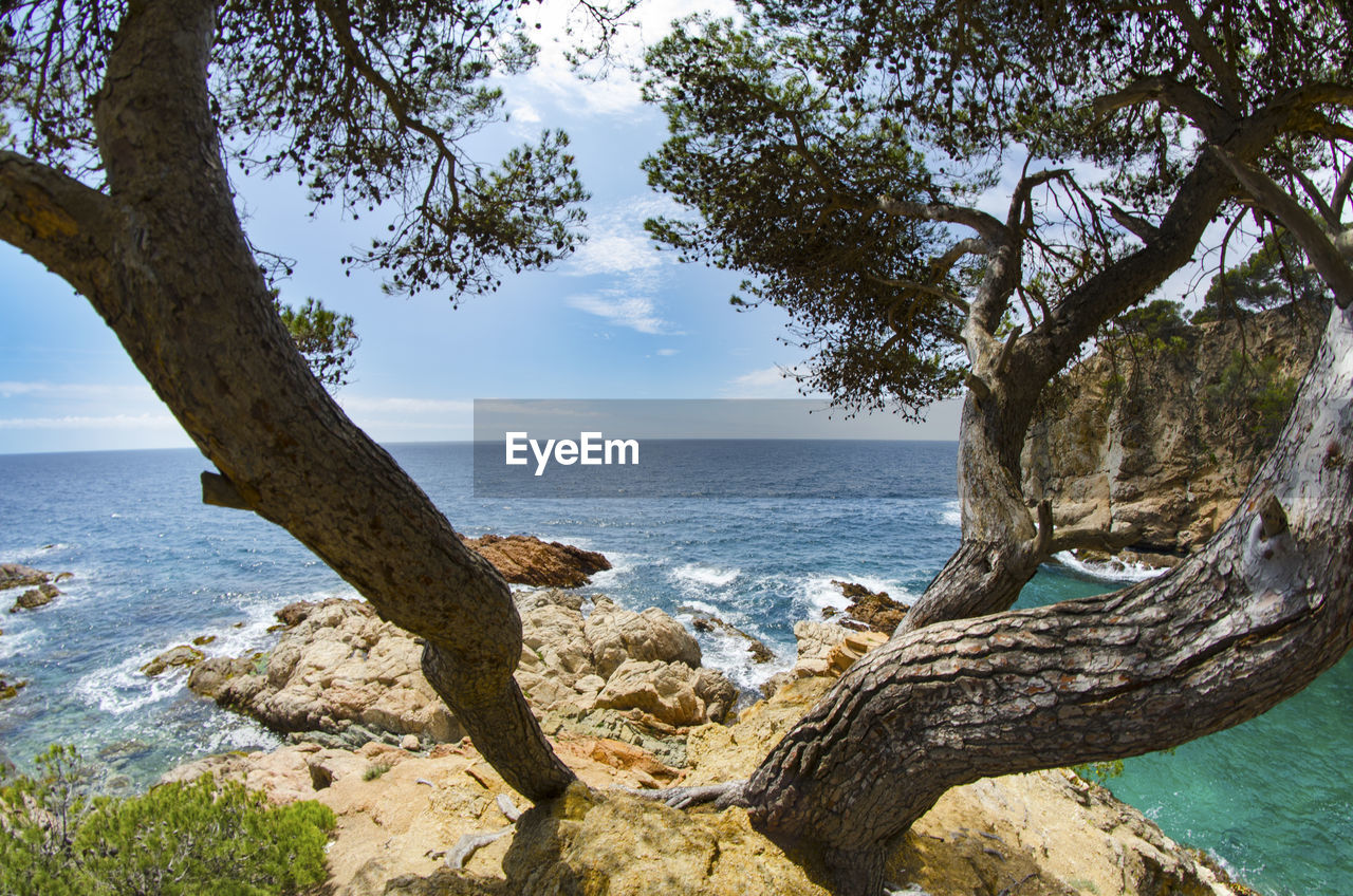 Trees growing on rocky shore by sea against sky