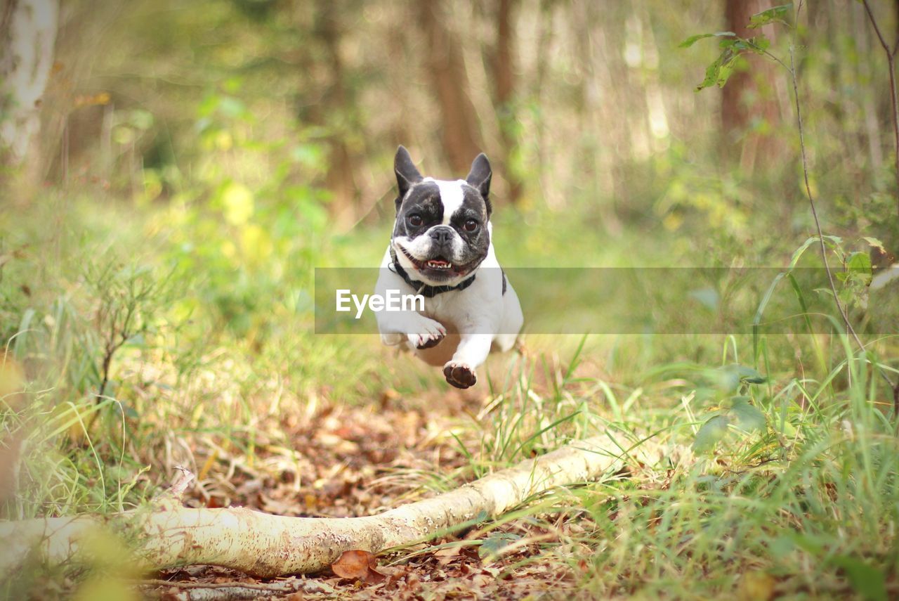 Portrait of dog running on field