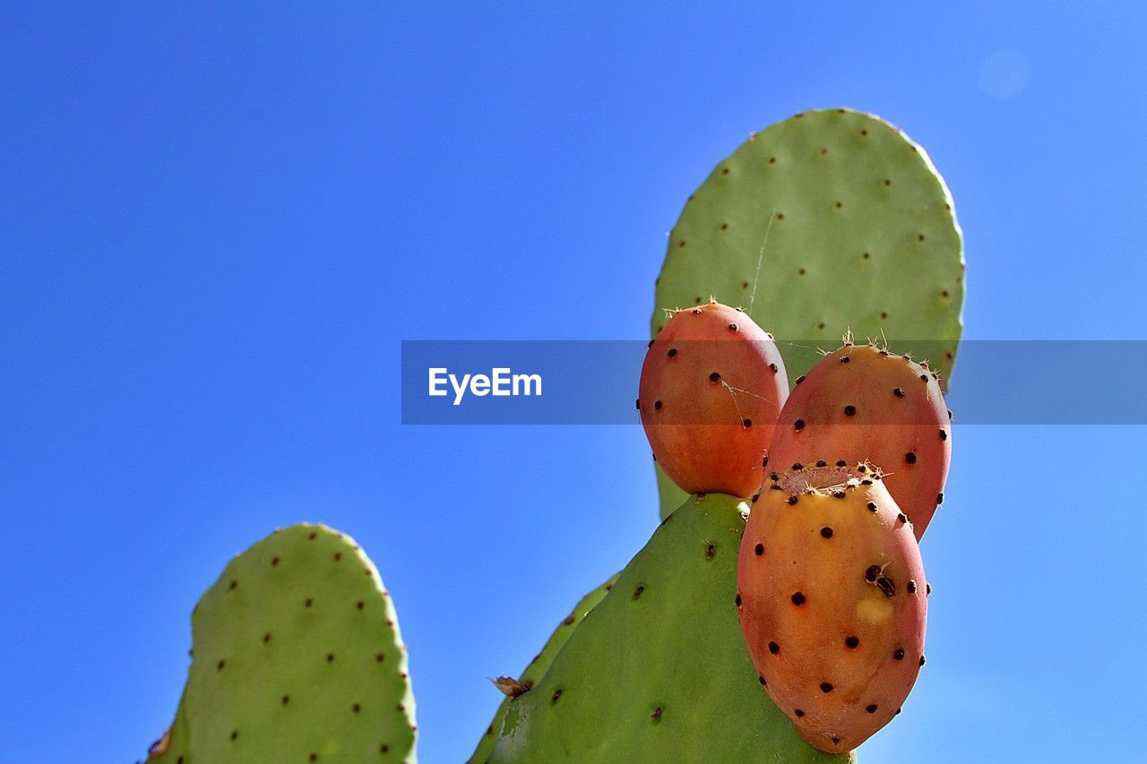 Large cactus, prickly pear fruits, ripe cactus fruits on the plant, cactus spines