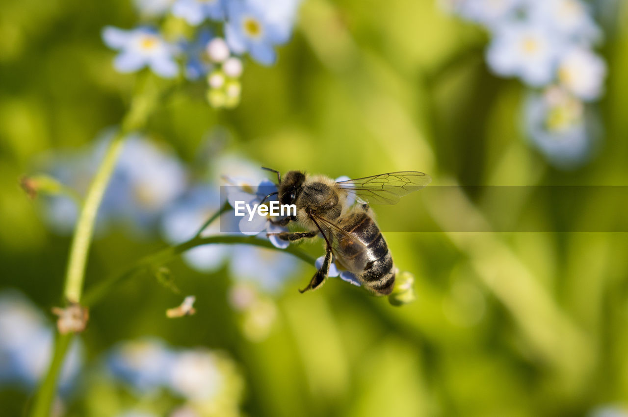 Close-up of bee pollinating on flower