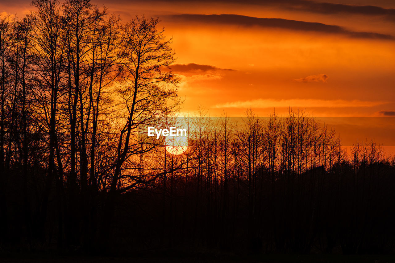SILHOUETTE TREES AGAINST ORANGE SKY