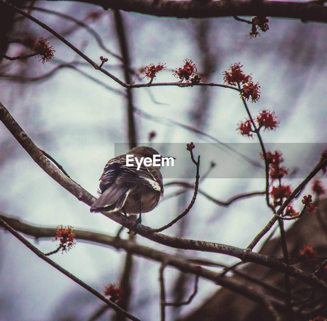 LOW ANGLE VIEW OF BIRD PERCHING ON TREE