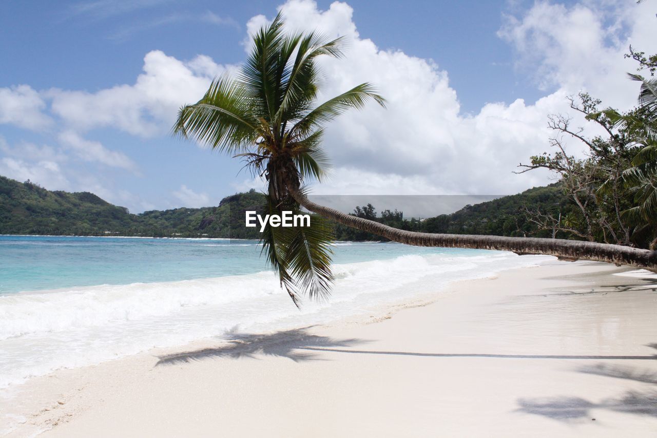 Palm tree on beach against sky