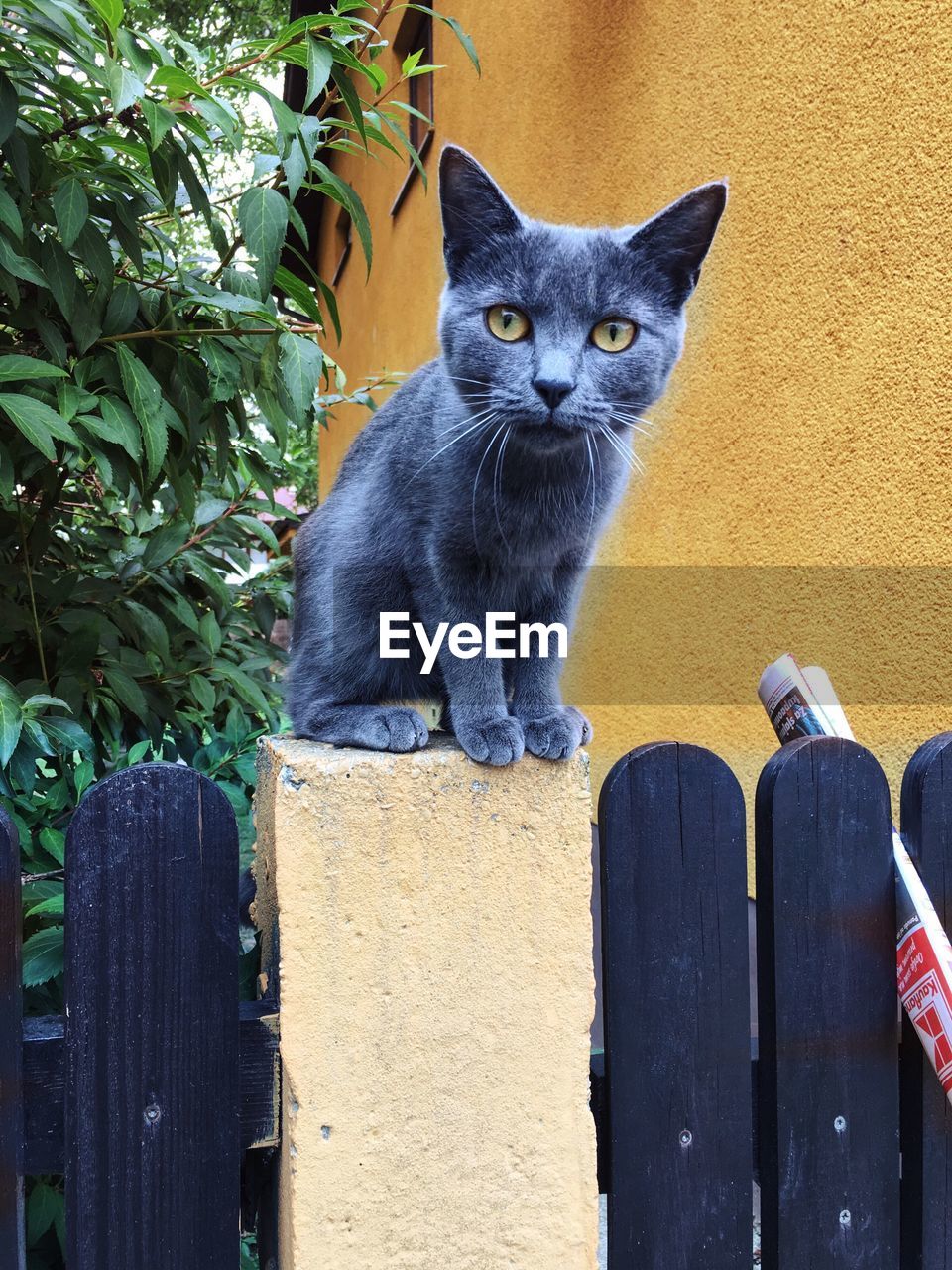 Portrait of chartreux cat sitting on railing