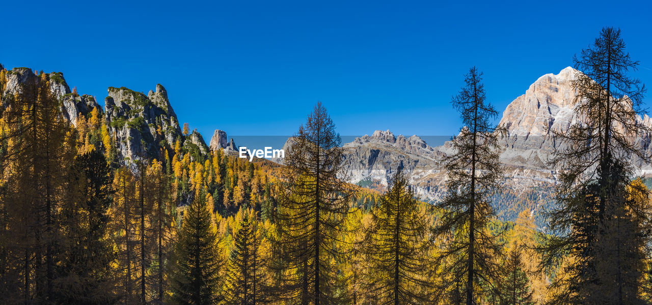 Panoramic view of pine trees in forest against clear blue sky