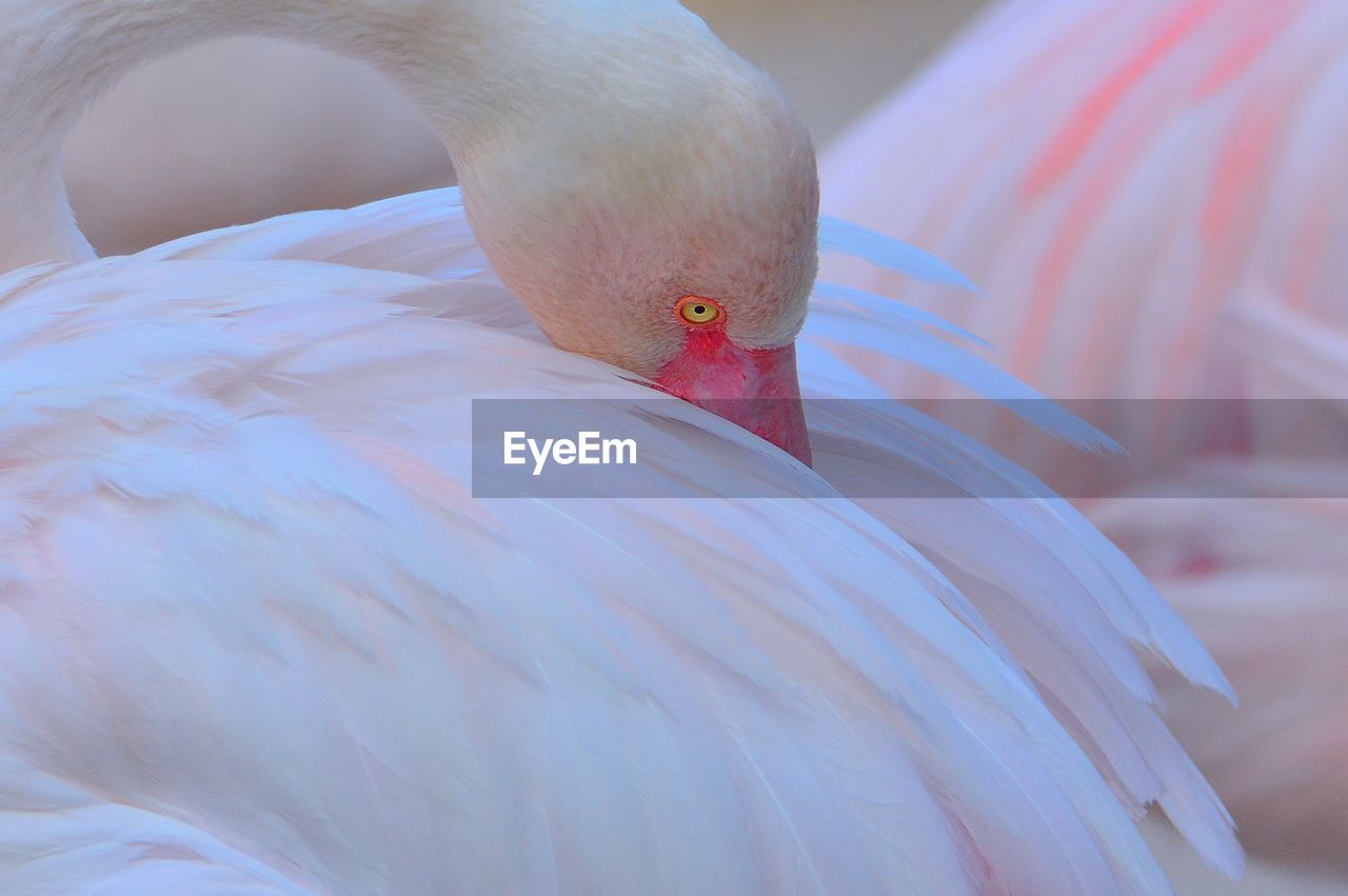 CLOSE-UP OF SWAN IN A FIELD