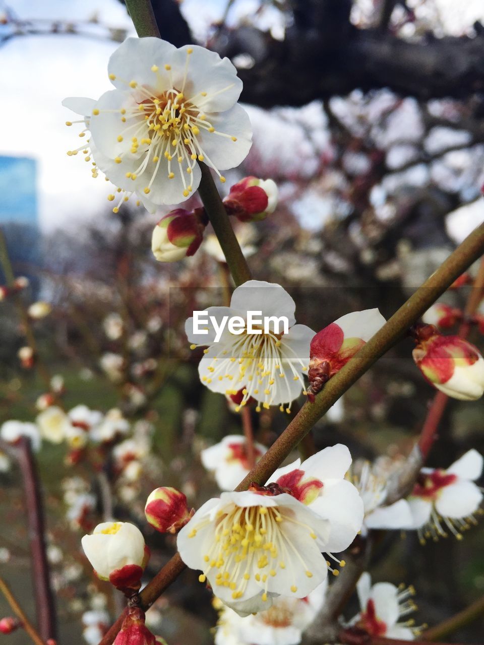 CLOSE-UP OF APPLE BLOSSOMS IN SPRING