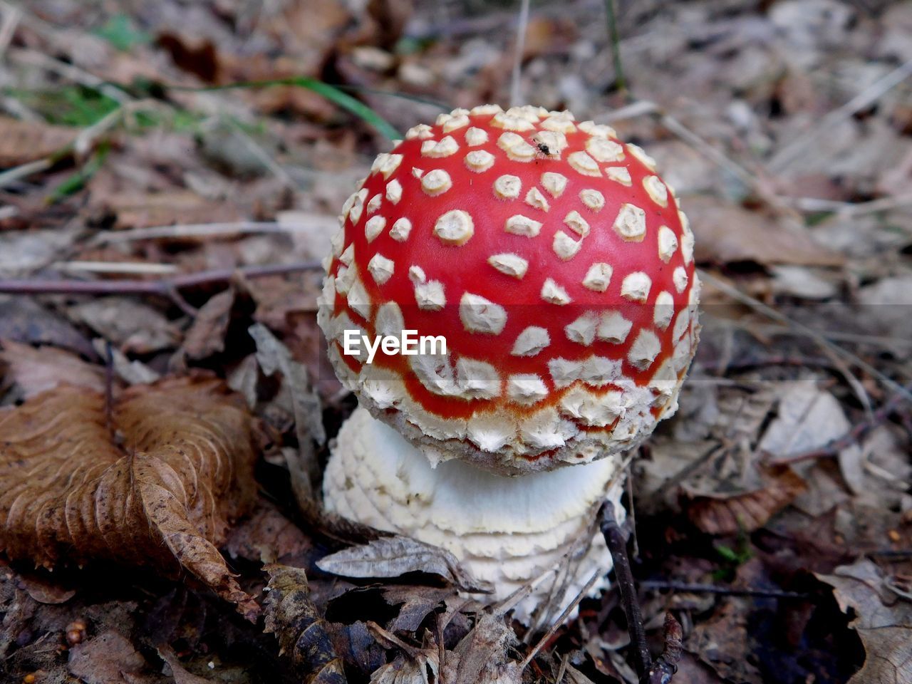 CLOSE-UP OF FLY AGARIC MUSHROOM