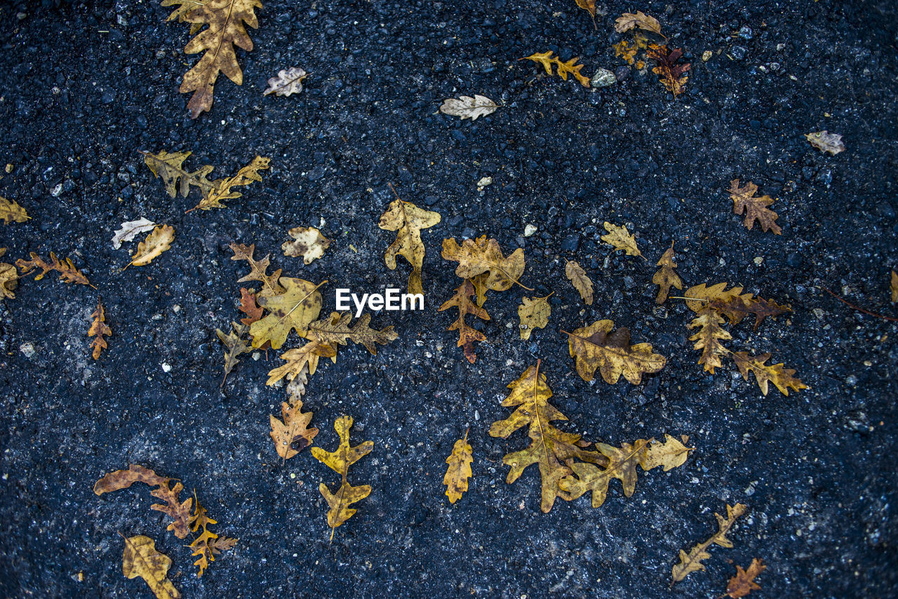 HIGH ANGLE VIEW OF DRY LEAVES ON FALLEN LAND