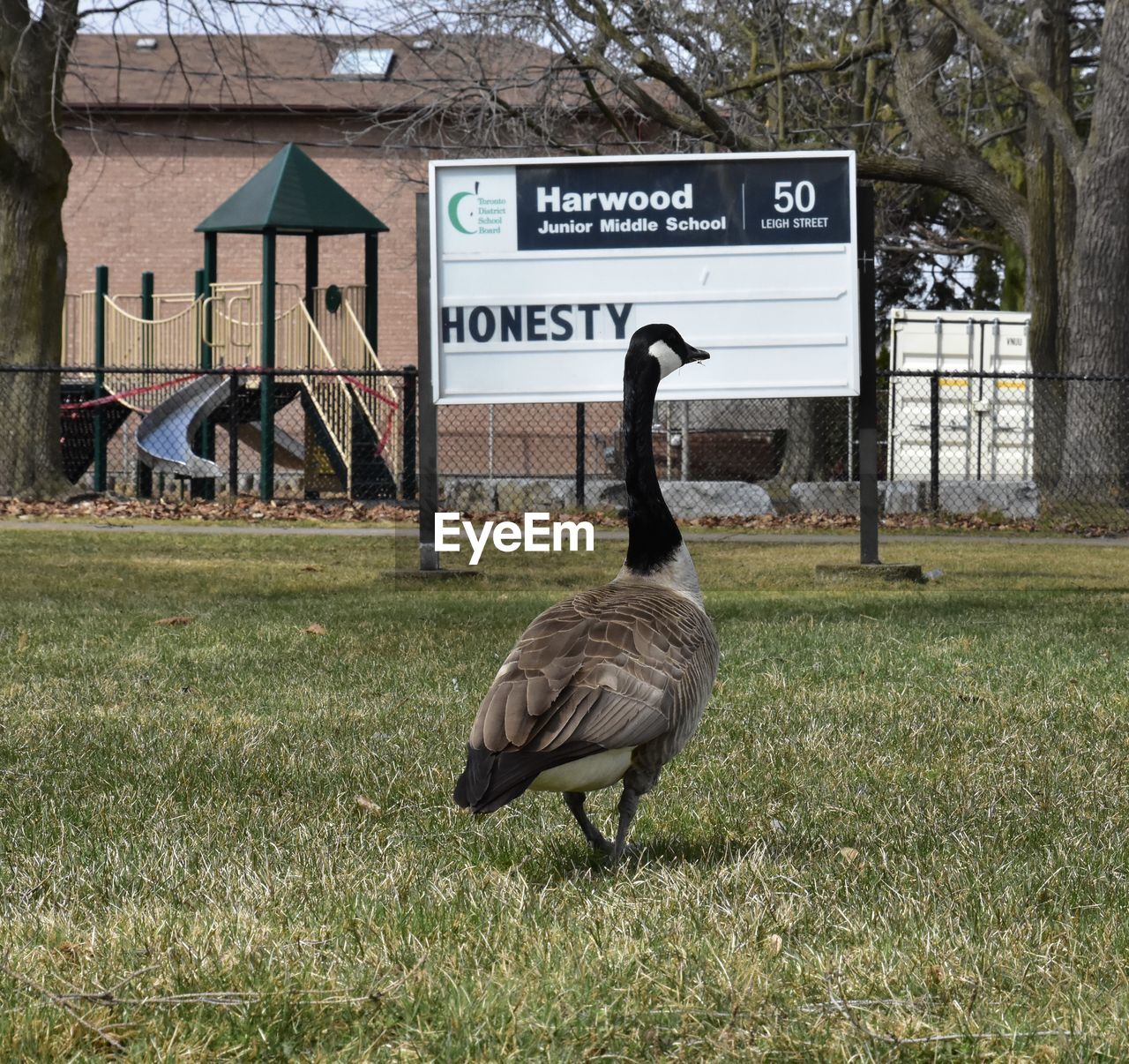 DUCK IN A FIELD