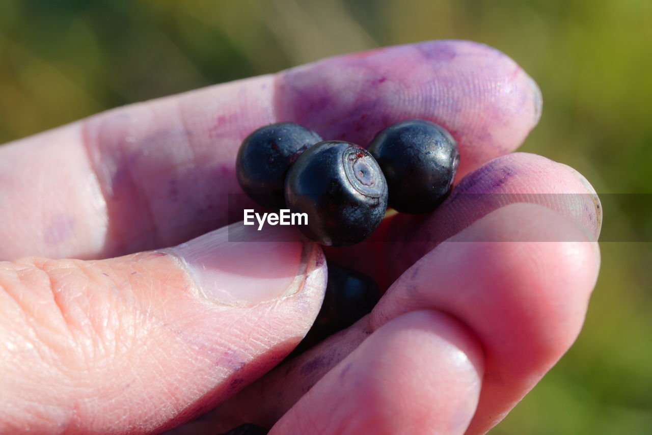 Close-up of hand holding blueberries.