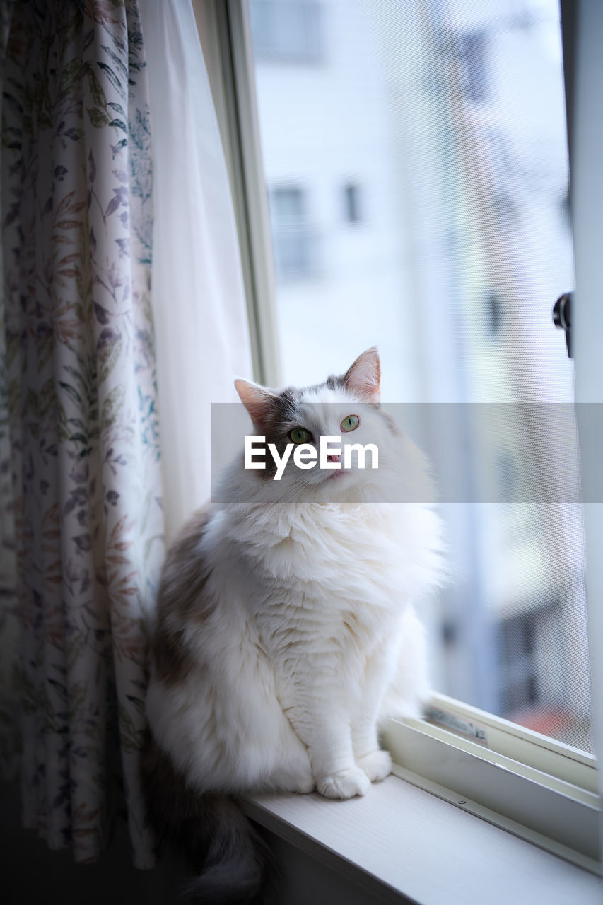 White cat sitting beside the window looking at camera