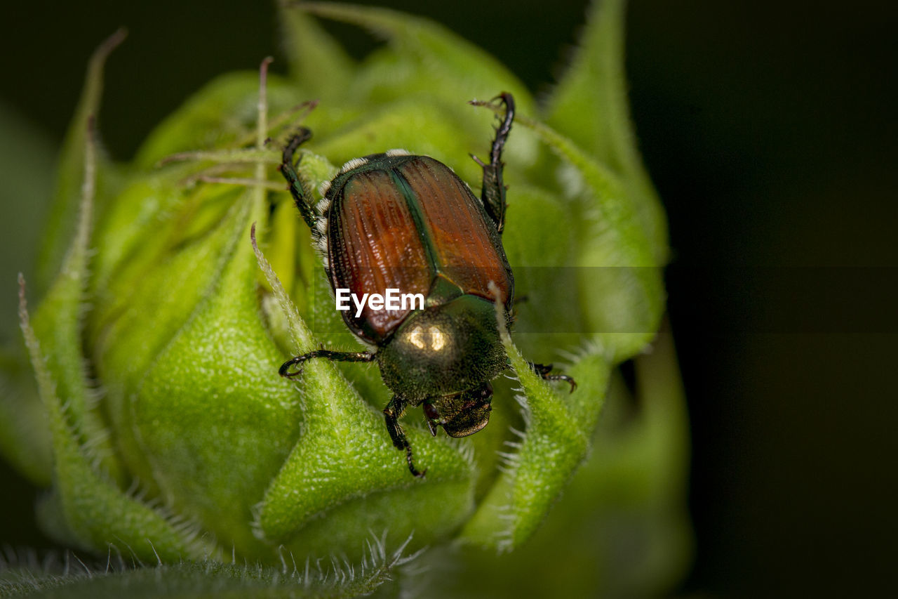 Macro shot of beetle on flower bud