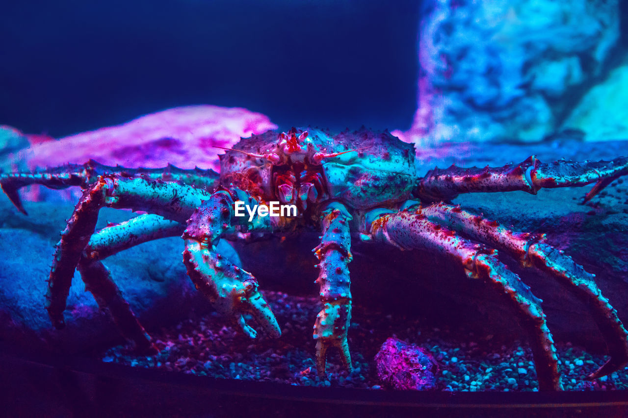 Giant crab lobster in blue red neon light under water in aquarium. sea ocean marine wildlife animal 