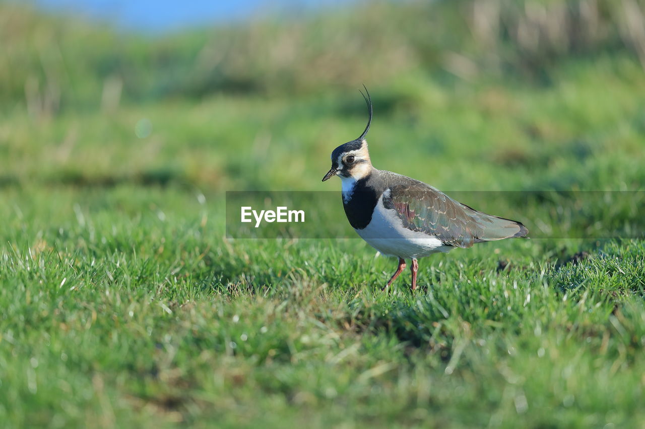 Northern lapwing perching on a field