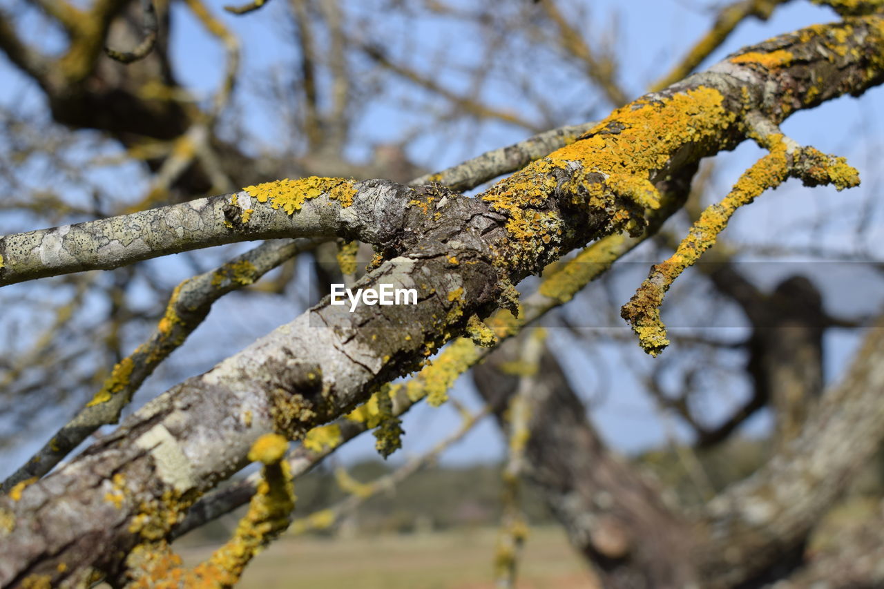 LOW ANGLE VIEW OF BIRD PERCHING ON TREE