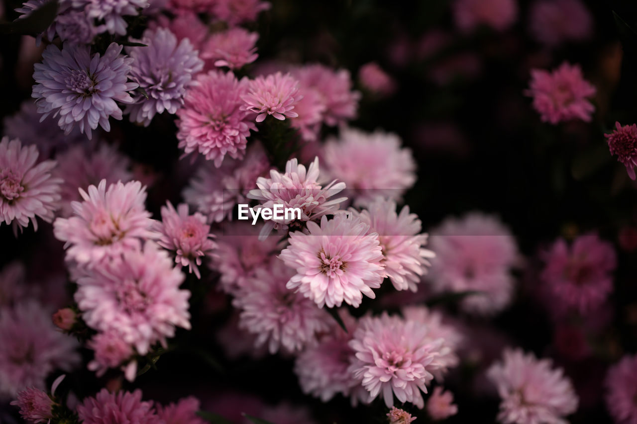 Close-up of pink flowering plants