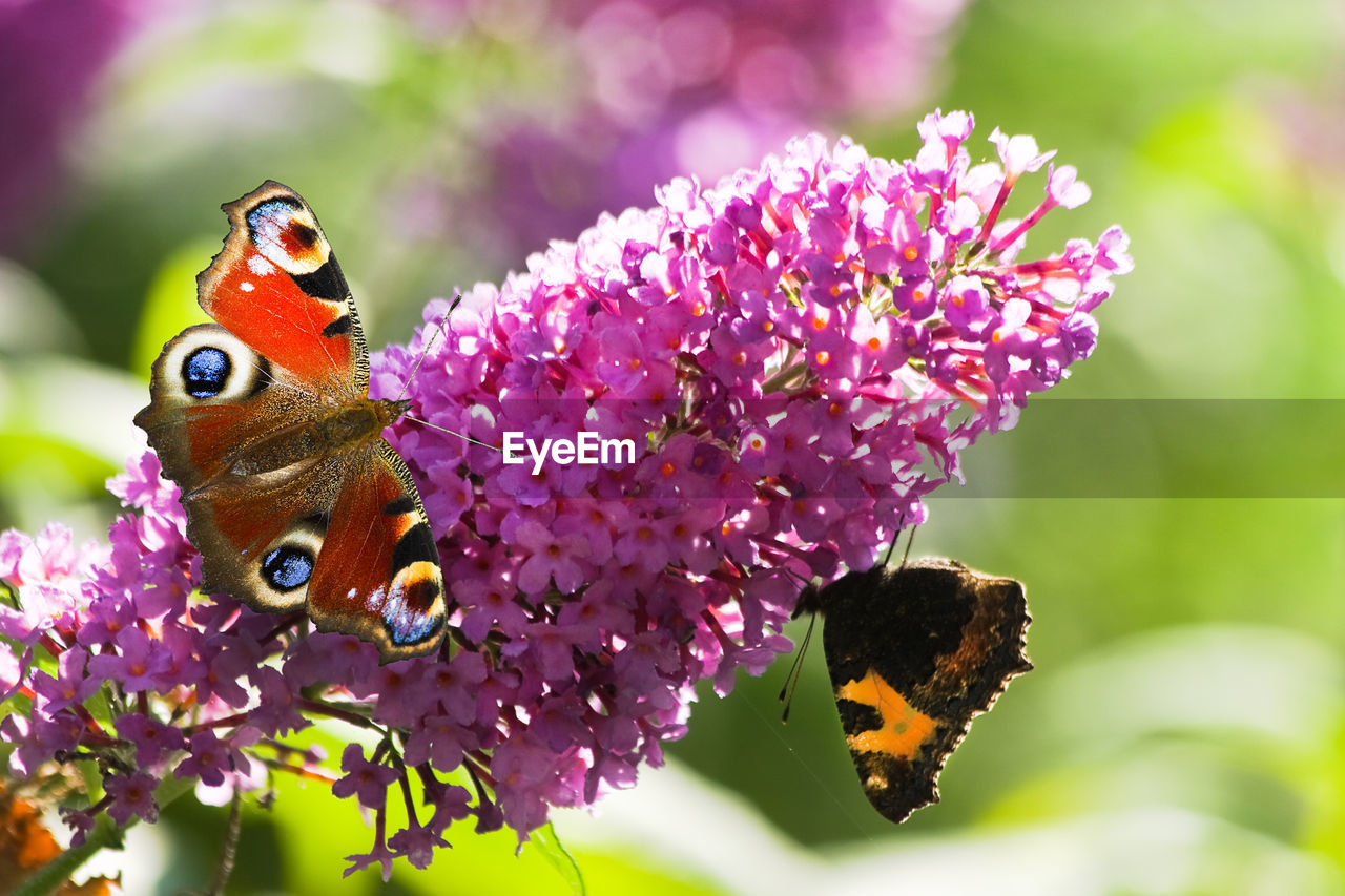 close-up of butterfly pollinating on purple flower
