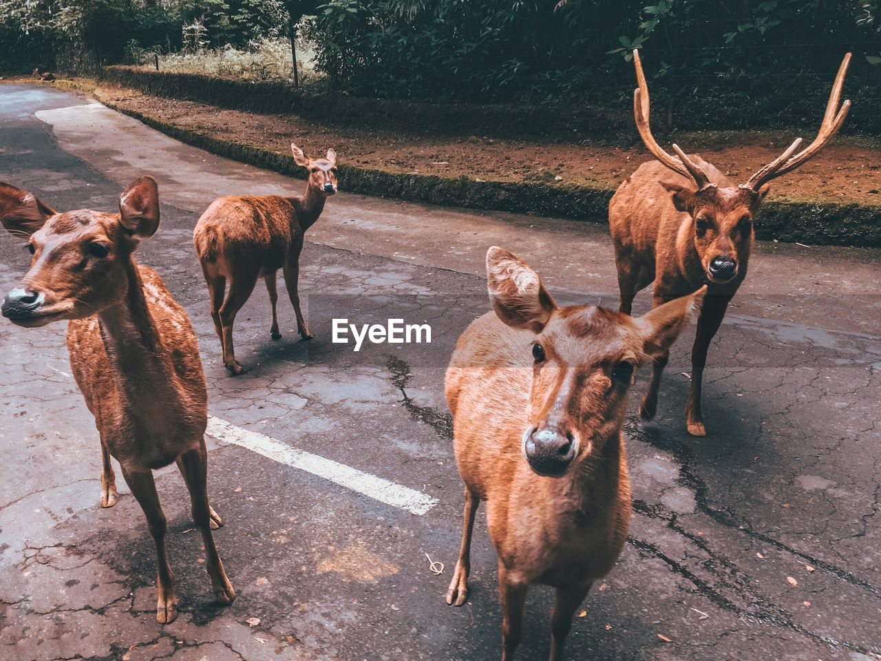 Deer standing on road