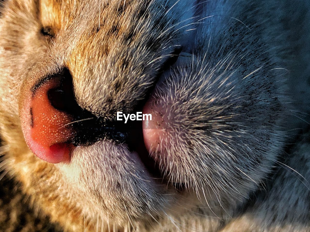 EXTREME CLOSE-UP OF CAT