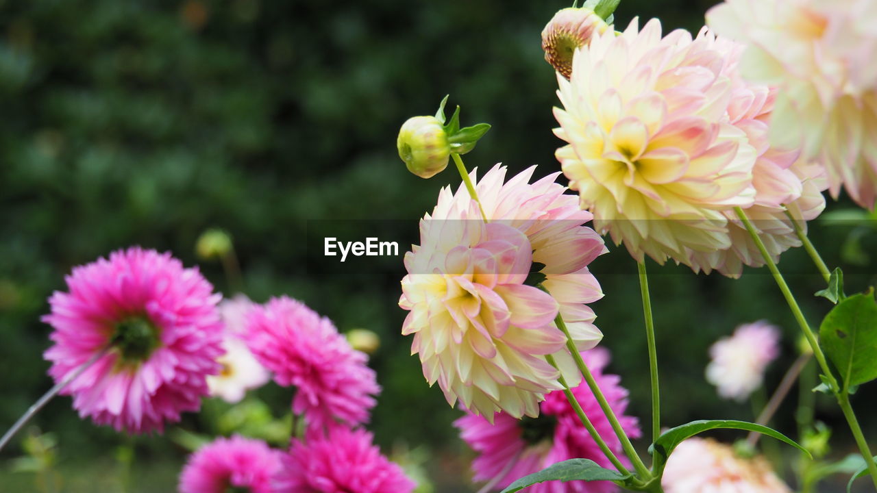 flower, flowering plant, plant, beauty in nature, freshness, pink, fragility, nature, petal, flower head, close-up, inflorescence, no people, blossom, growth, outdoors, springtime, focus on foreground, chrysanths, day, animal wildlife, yellow, multi colored, botany, plant part, selective focus, animal